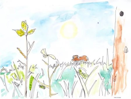 Рисунки по произведениям Бианки