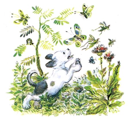 Первая охота Виталий Бианки иллюстрации