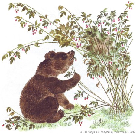 Таня Сытая художник медведь