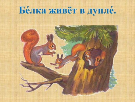 Белка живет в дупле
