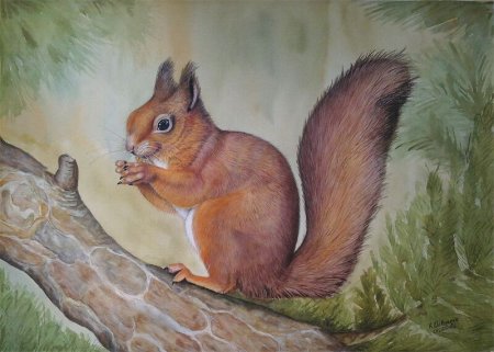 Рисунок красивой белки