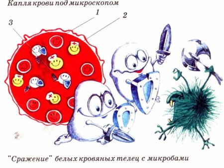 Клетки крови для детей