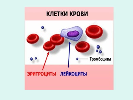 Капелька крови кровь
