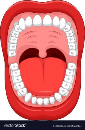 Ротовая полость человека зубы