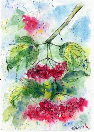 Рисунок калины