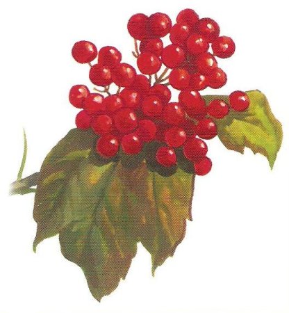 Кустарник Калина для детей
