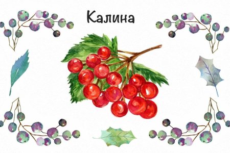 Калина для детей