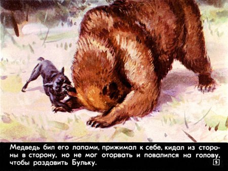 Булька толстой