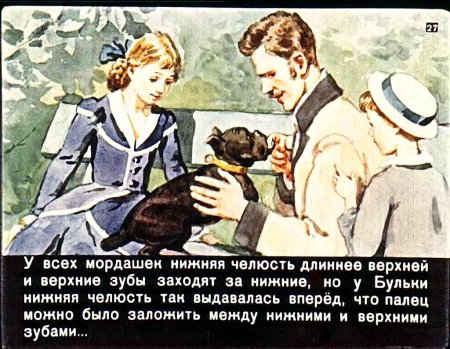 Булька толстой