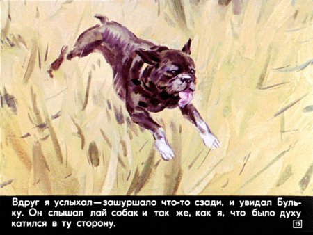 Булька толстой