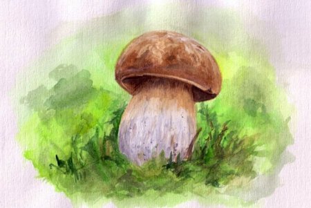 Гриб Боровик рисунок