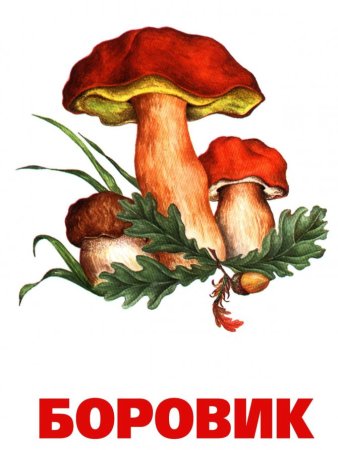 Гриб Боровик рисунок
