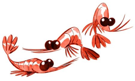 Креветка рисунок