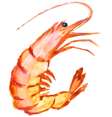 Креветка рисунок