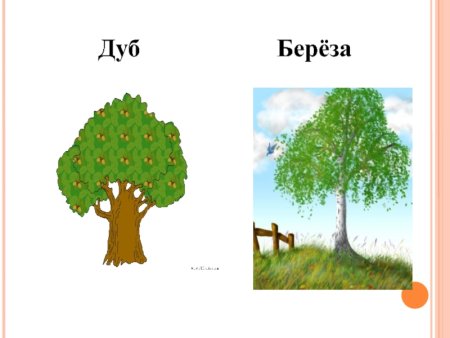 Дуб и береза рисунок