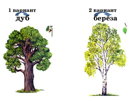 Дуб и береза рисунок