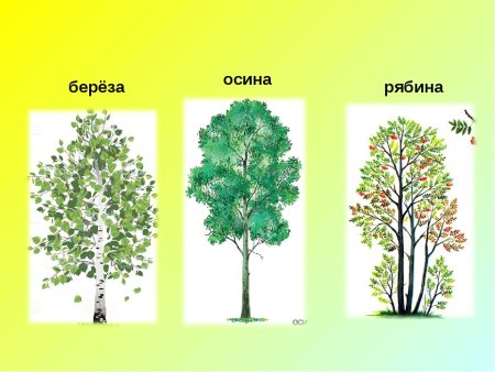 Береза Тополь осина