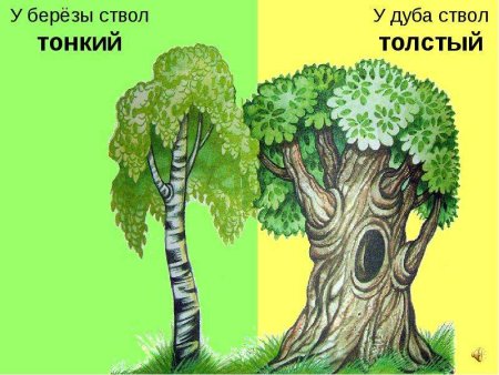 Толстые и тонкие деревья