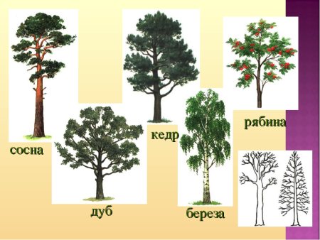 Дерево для детей