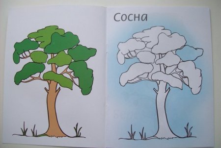 Лист дуба и березы