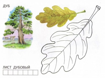 Уроки рисования березы