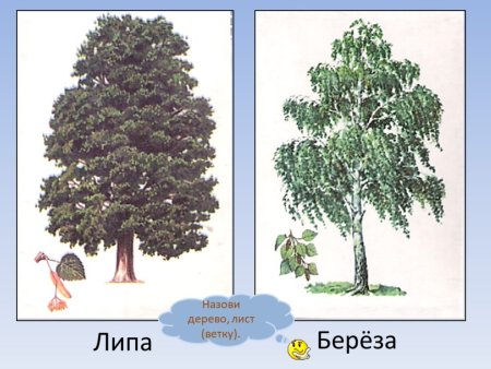 Как нарисовать березу