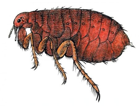 Как рисовать насекомых карандашом поэтапно 19+ уроков