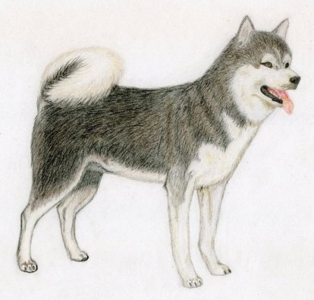 Лайка Западно-Сибирская мультяшная