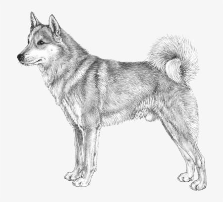 Западно Сибирская лайка векторное