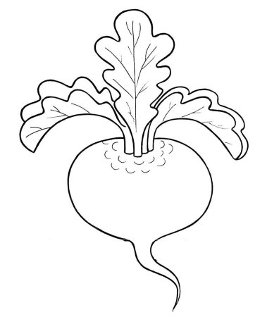 Свекла рисунок