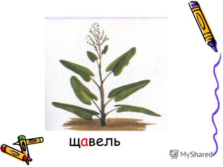 Щавель рисунок