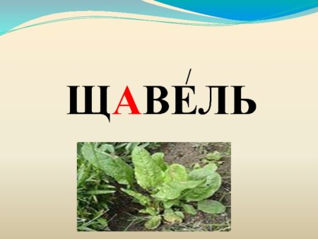 Щавель словарное слово