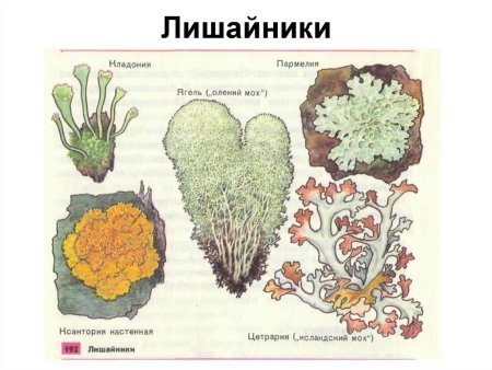 Виды лишайников рисунок