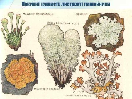 Кладония лишайник рисунок