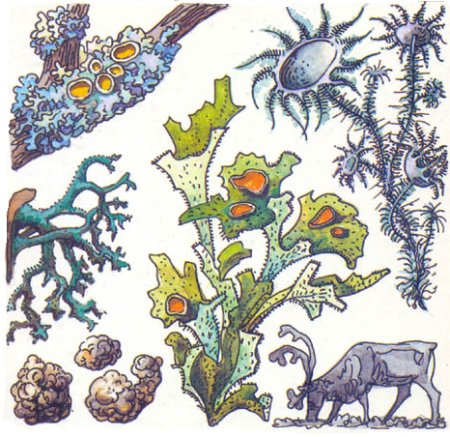 Лишайник рисунок