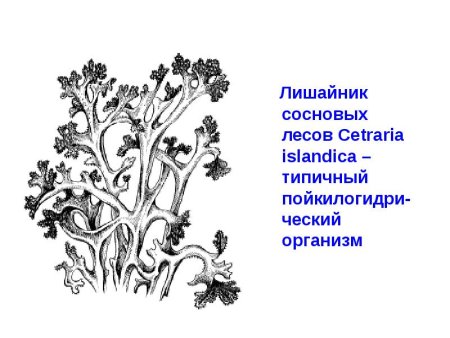 Лишайники раскраска