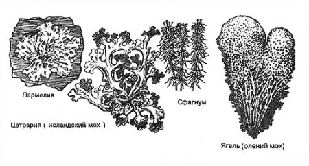Лишайник рисунок
