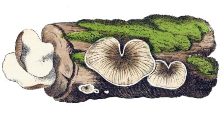 Лишайник рисунок для детей