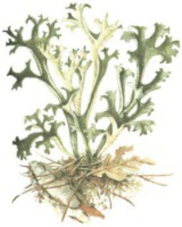 Кустистый лишайник Cetraria islandica