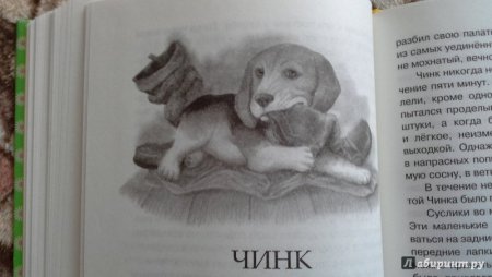 Чинк Сетон-Томпсон раскраска