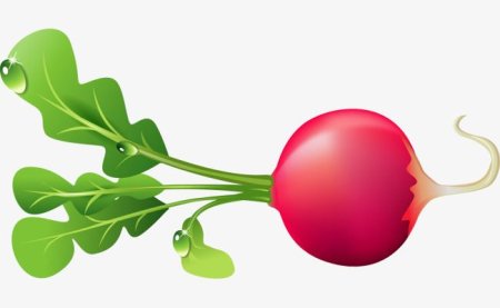 Редис для детей