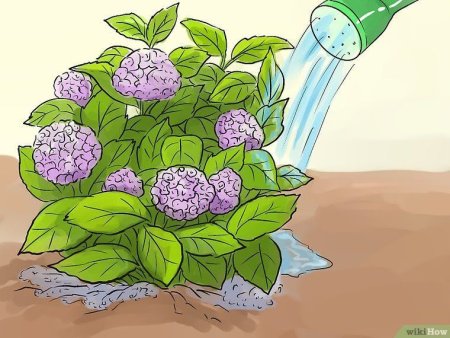 Нарисовать куст гортензии