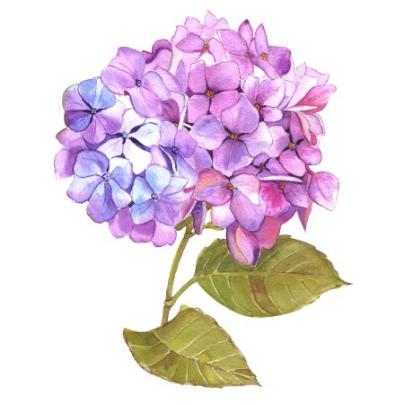 Watercolour гортензия