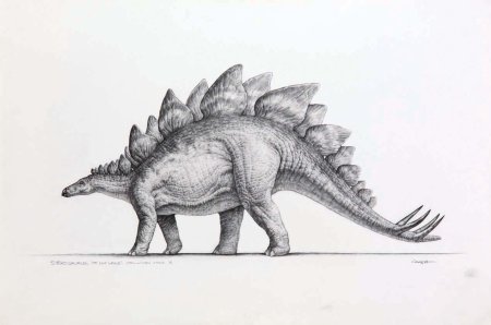 Стегозавр рисунок легко