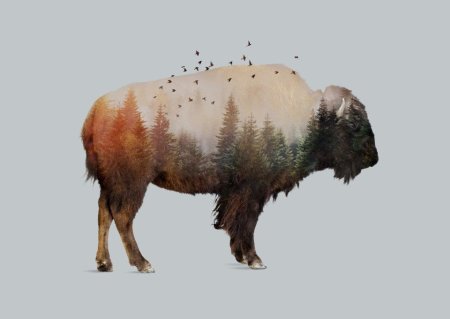 Постер Бизон