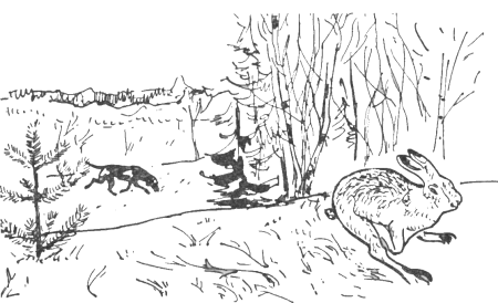 Раскраска заяц зимой в лесу