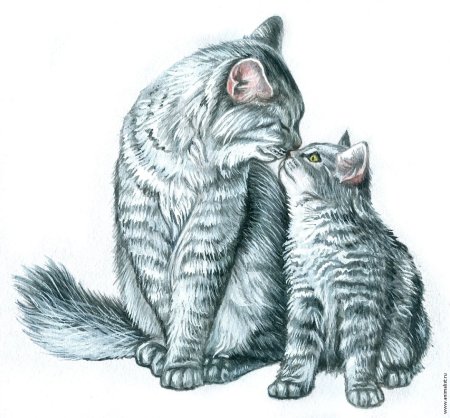 Рисунки котов