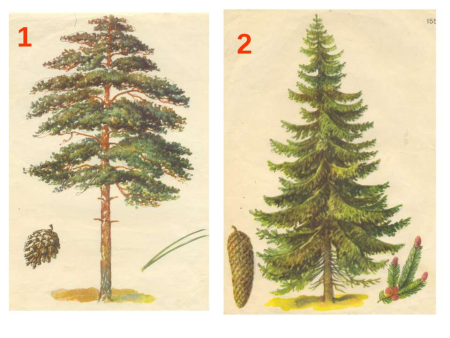 Рисунок ели и сосны