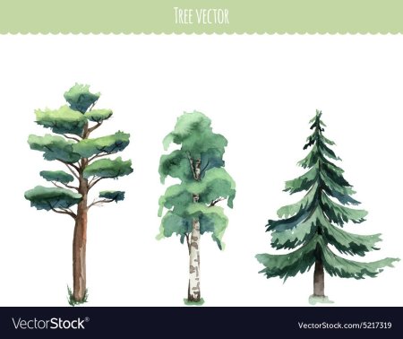 Наброски лиственного и хвойного дерева