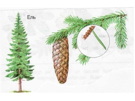 Хвойное дерево карандашом